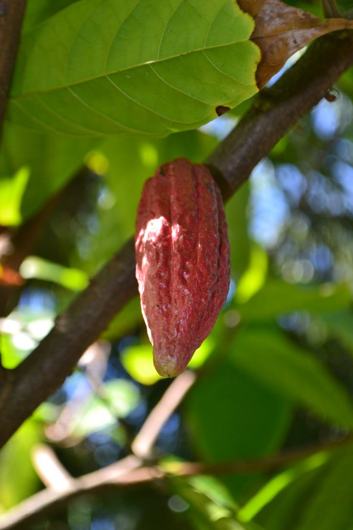 cacao