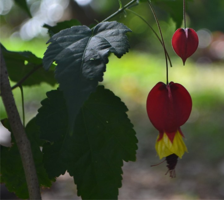 abutilon m