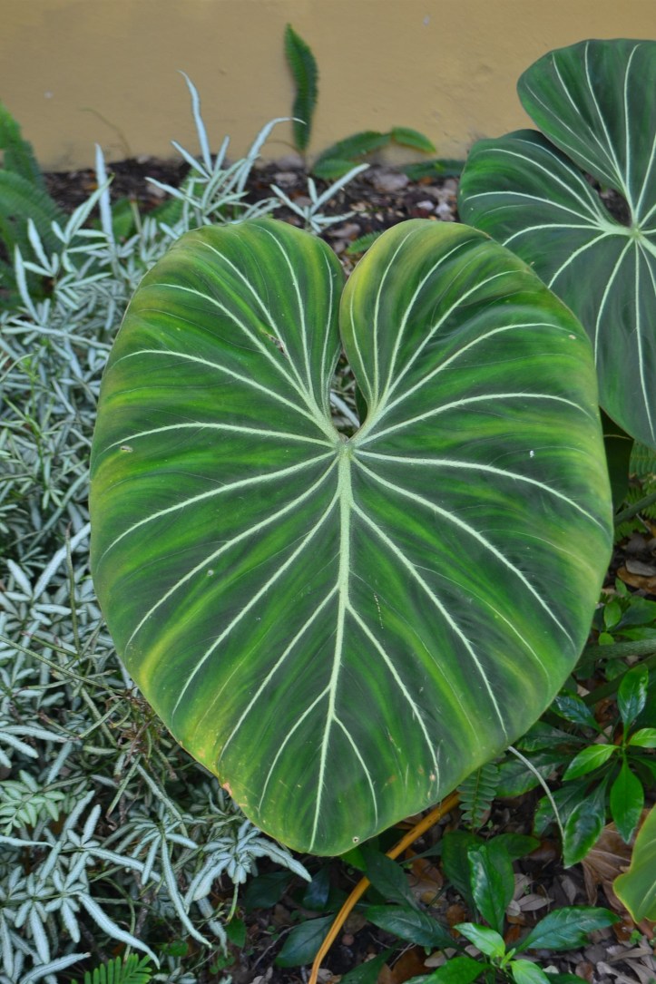 alocasia
