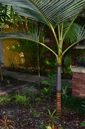 mount lewis king palm