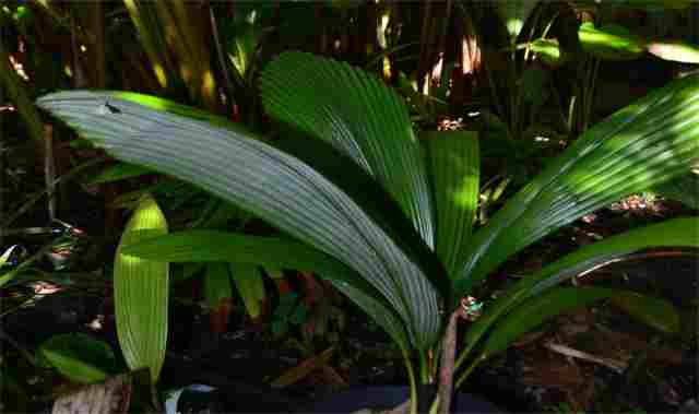 silver joey (Johannestejmannia magnifica)