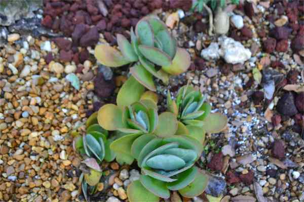Kalanchoe tetraphylla (Paddle plant, flapjack plant)  Dave's Plants