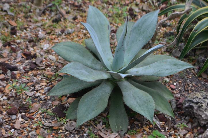 agave