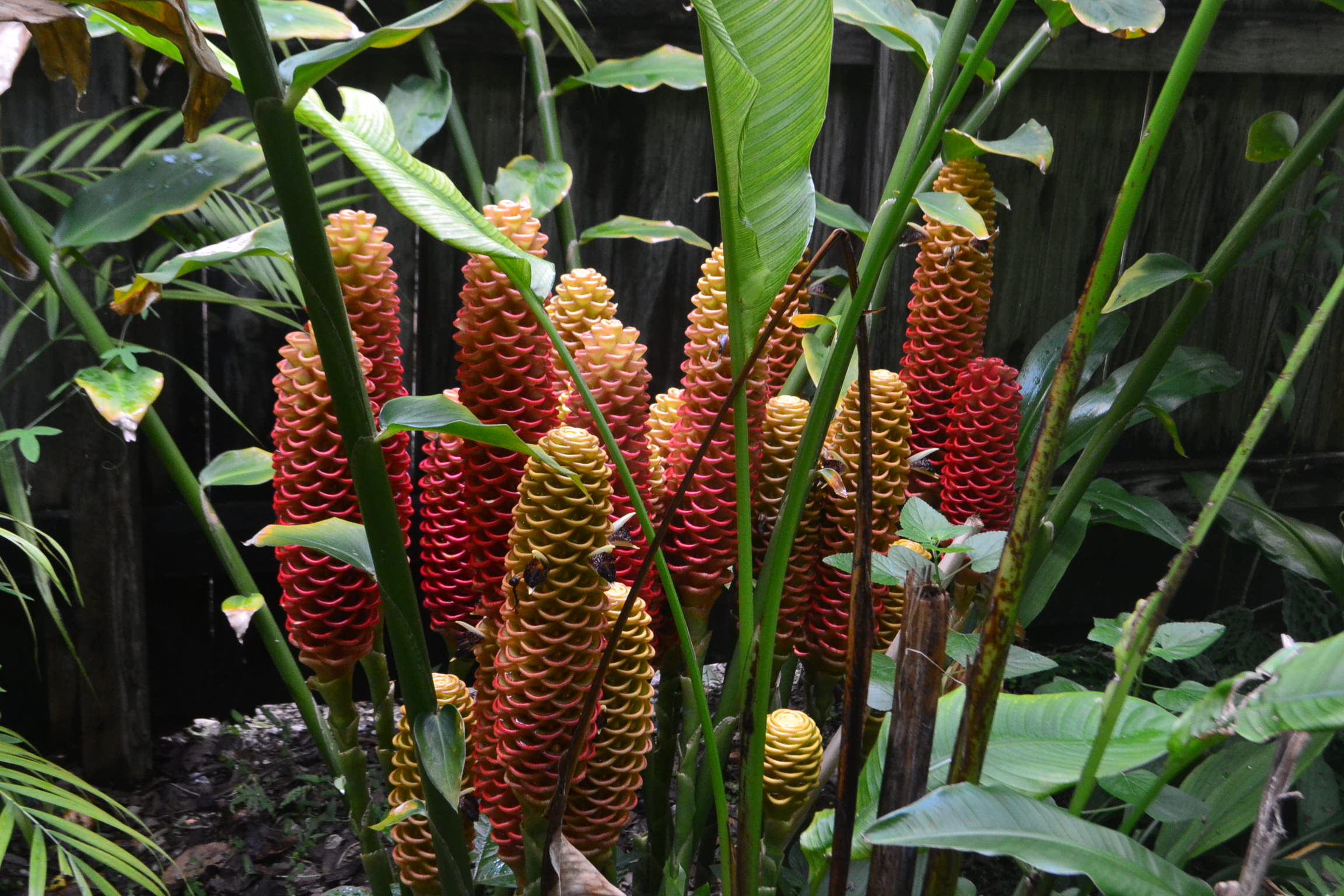 Zingiber spectabile (beehive ginger) – Dave's Plants