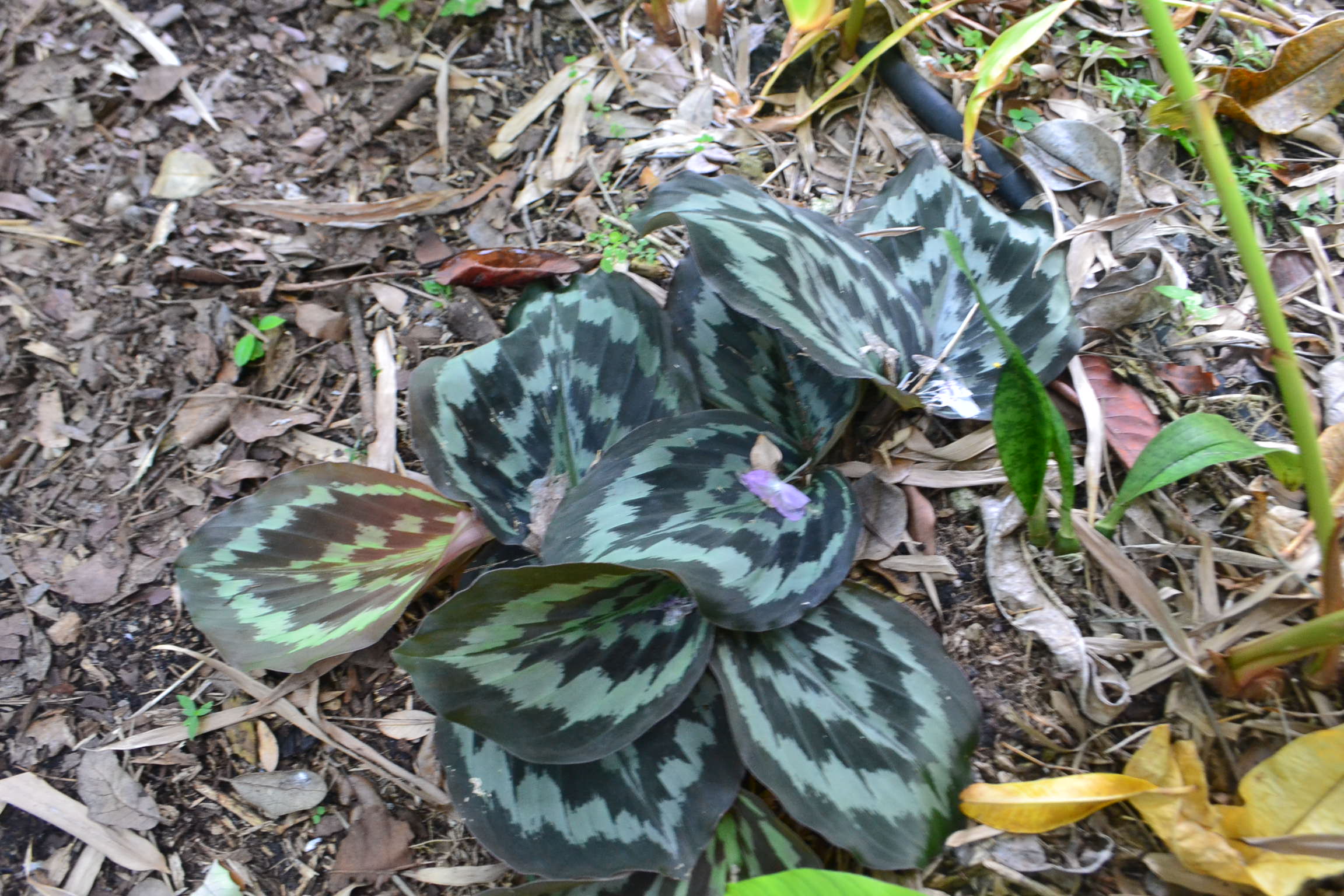 Kaempferia pulchra 'Silver spot' and others – Dave's Plants