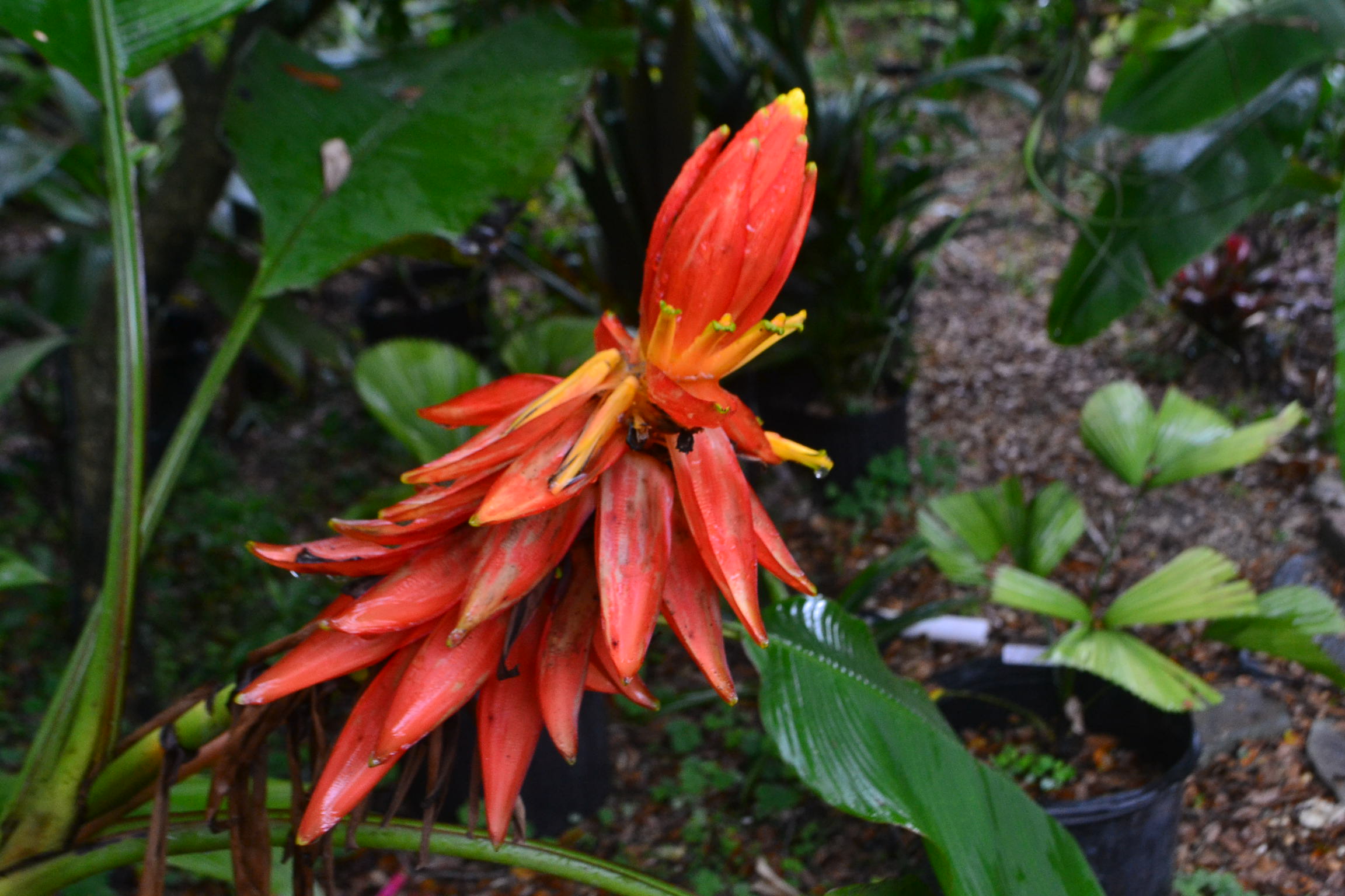 x Citrafortunella microcarpa (Calamodin) – Dave's Plants