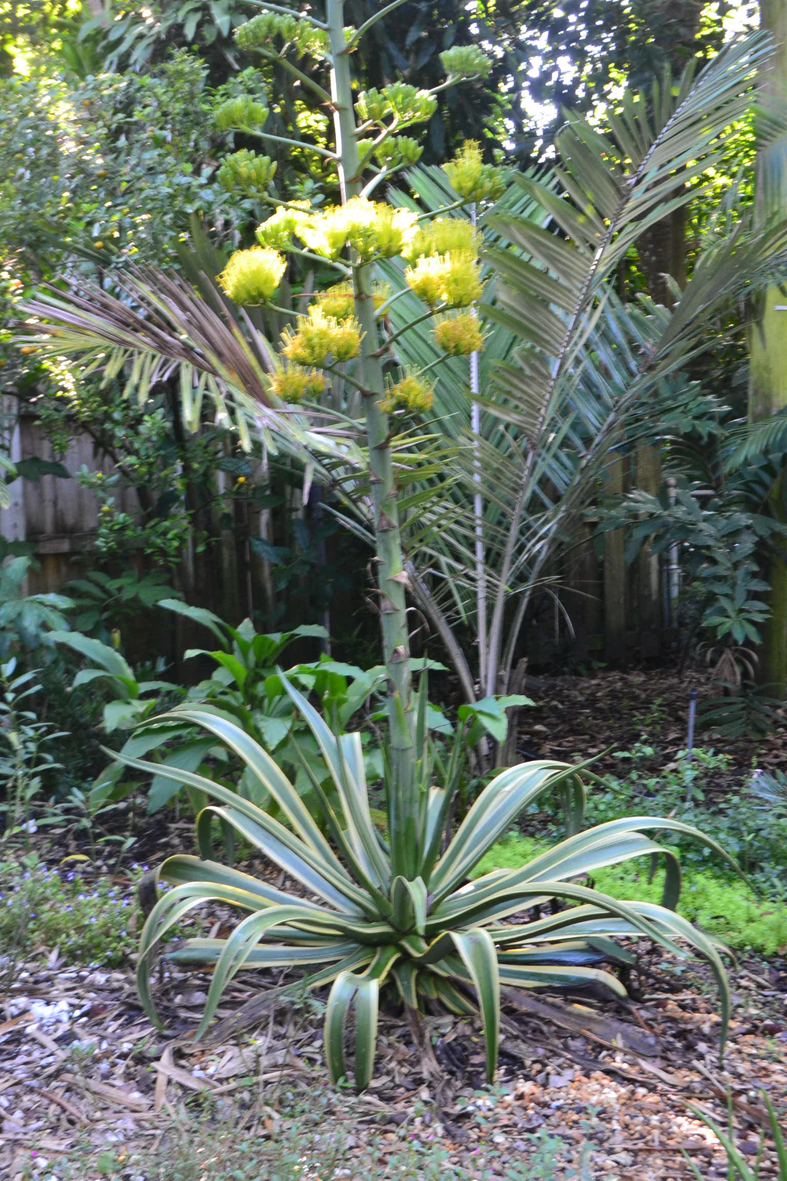 Agave desmettiana 'Variegata' (Agave century plant)  Dave's Plants
