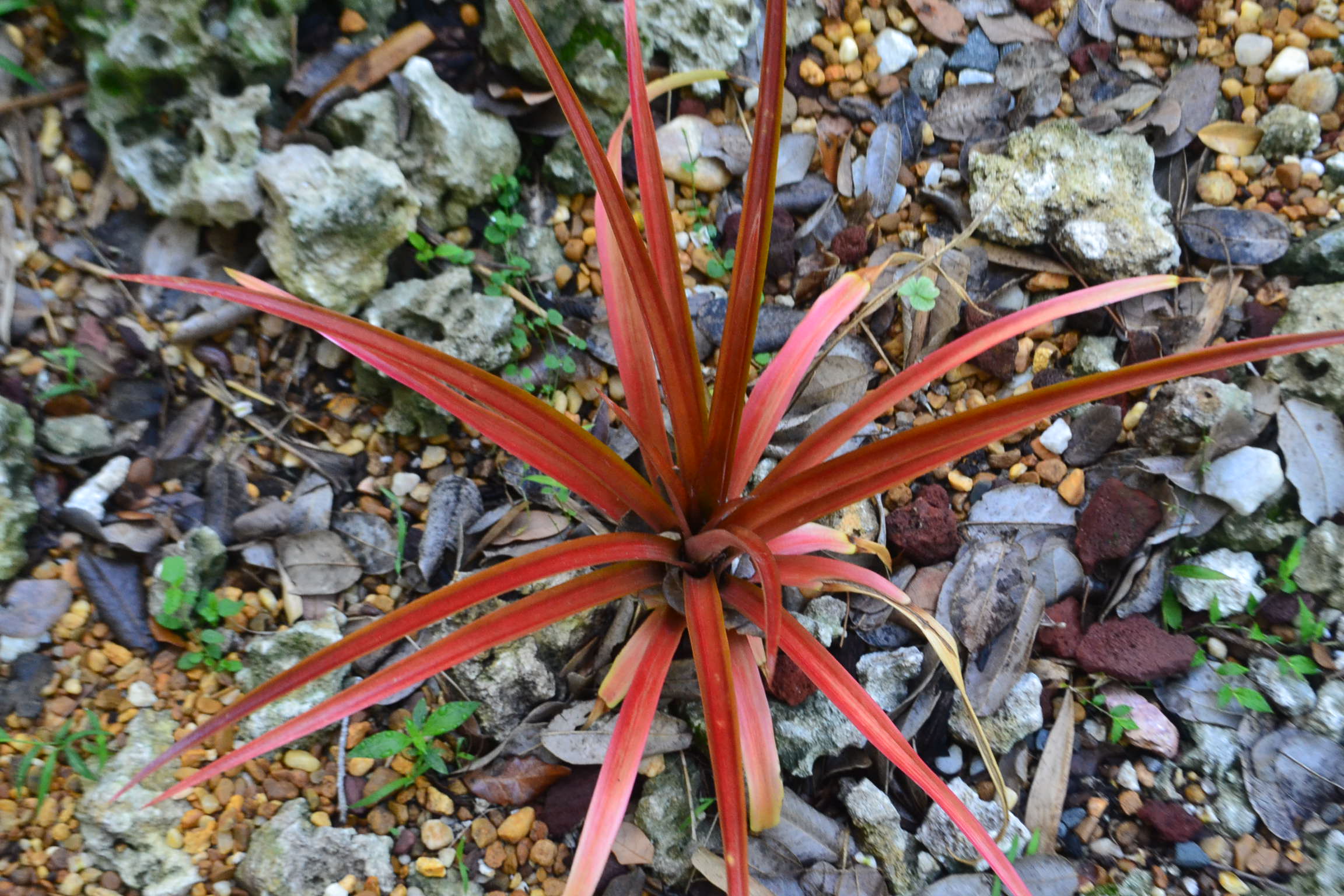 x Sincoregelia 'Outrageous' – Dave's Plants