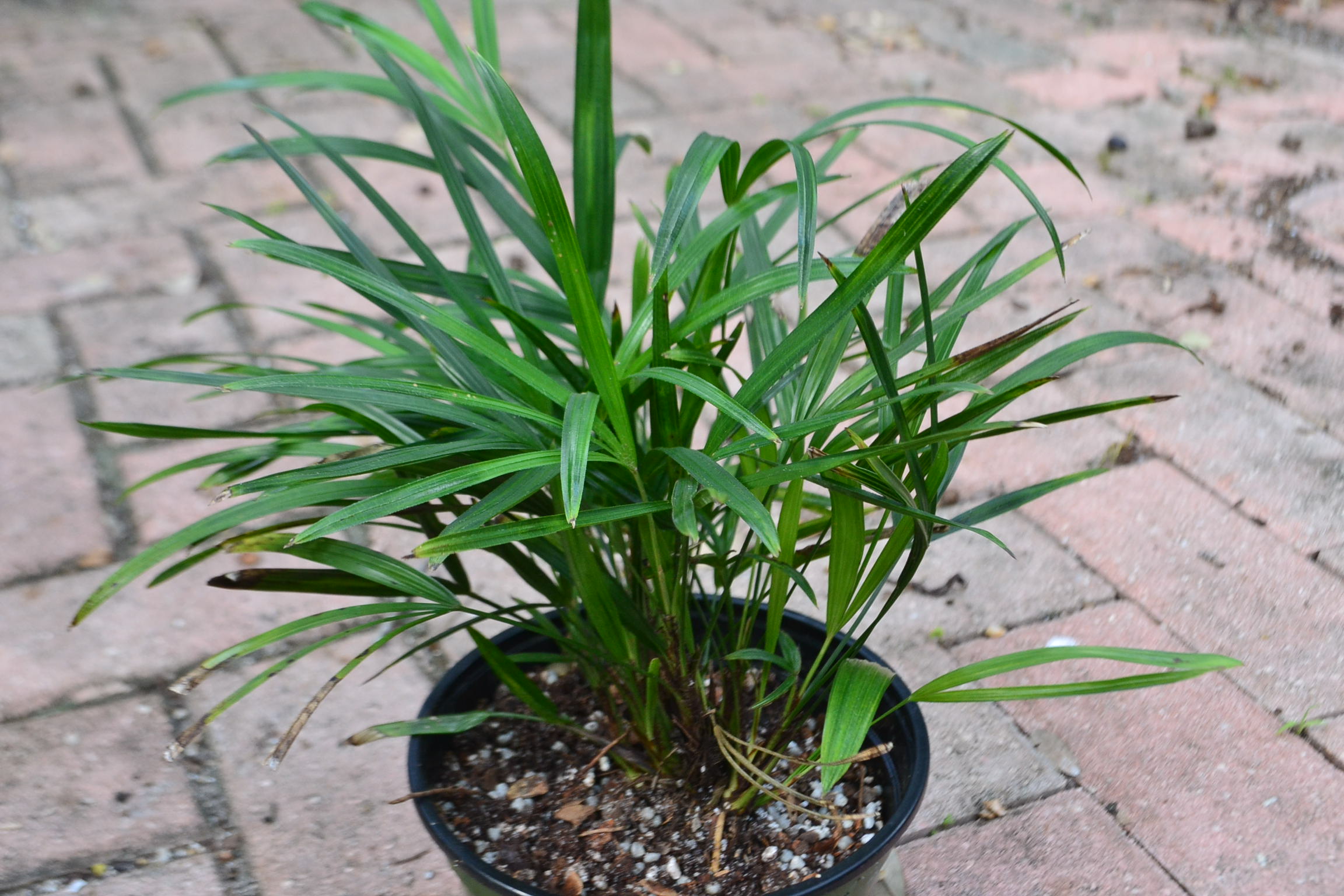 Rhaphis 'Super Dwarf' Palm – Dave's Plants