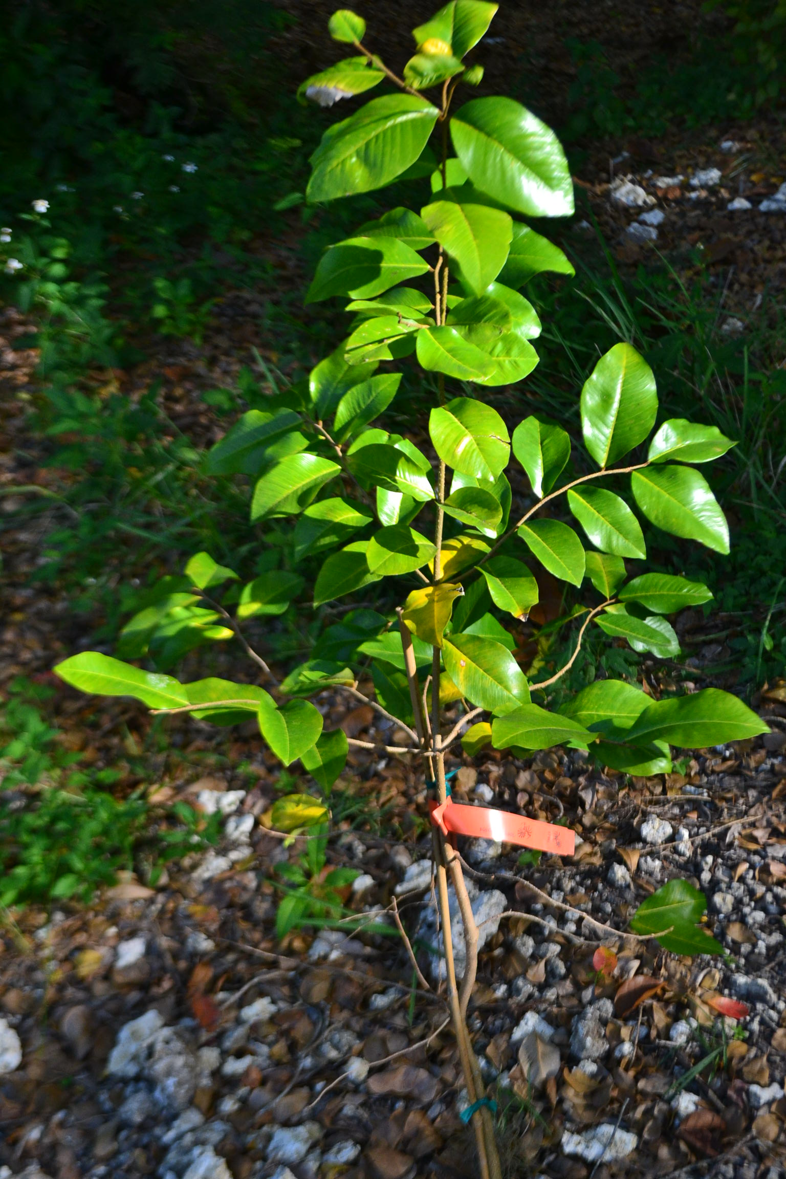 Goetzea elegans (Matabuey) – Dave's Plants