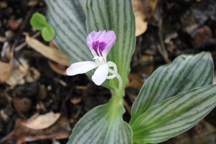 k-augustifolia-laos-silver-